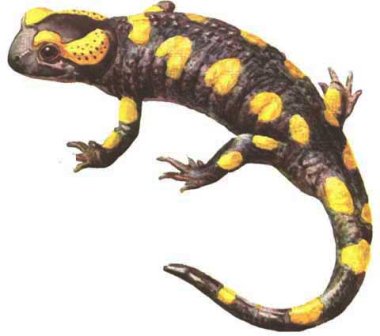 [salamandra, salamandres]